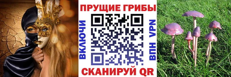 Купить где  Лесозаводск  Галлюциногенные грибы GOLDEN TEACHER 